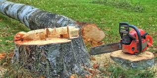 Professional Tree Care in Ellensburg, WA