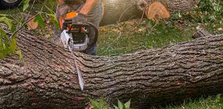 How Our Tree Care Process Works  in  Ellensburg, WA