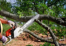 Best Tree Trimming and Pruning  in Ellensburg, WA