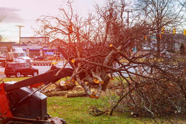 Best Tree Mulching  in Ellensburg, WA