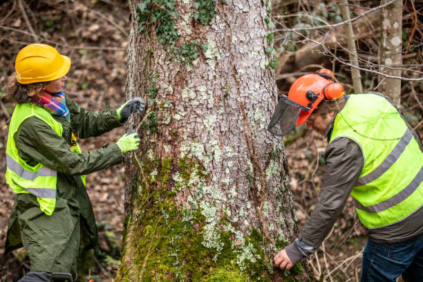 Best Stump Grinding and Removal  in Ellensburg, WA