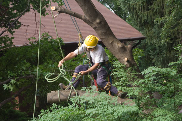Best Tree Preservation Services  in Ellensburg, WA