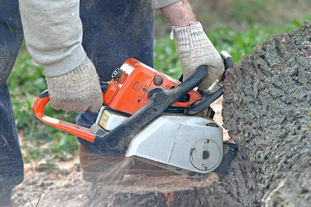 Best Lawn Renovation and Restoration  in Ellensburg, WA
