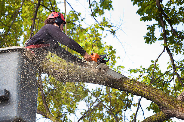Best Hazardous Tree Removal  in Ellensburg, WA